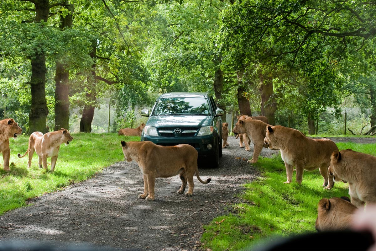 Lions surrounding a car in woodlands at Knowsley Safari